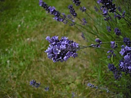 熏衣草,鮮花,開(kāi)花