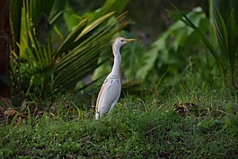 鳥,自然,白