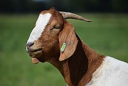 哺乳動物,牛,動物王國