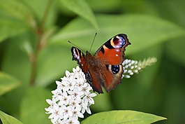 性質(zhì),bug,蝴蝶