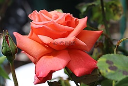 花,粉色,荊棘