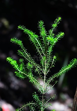 發動機,樹荒地,埃麗卡奔放
