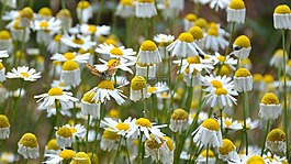 花,蝴蝶,雛菊