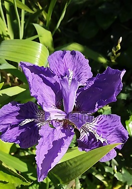 鳶尾花,夏季,純色