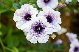 矮牽牛,花,紫