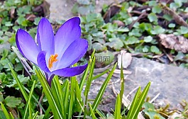 藏紅花,春天,花