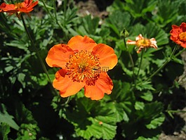 花卉,橙色,花園