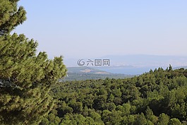 景觀,樹(shù),性質(zhì)