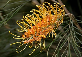 grevillea,蜂蜜金,花
