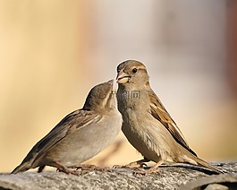 鳥,麻雀,小鳥