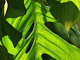 植被,森林,環(huán)境