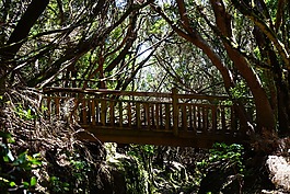 網(wǎng)站,橋,森林