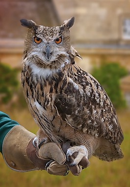 猫头鹰,鸟,肖像
