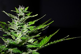 大麻,植物