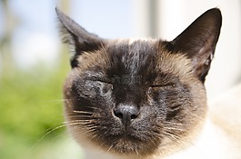 暹羅貓,貓科動物,國內動物