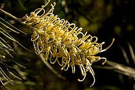 grevillea,月光,品种