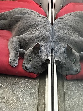 猫,宿醉,镜像图像