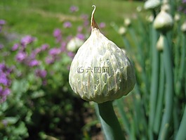 大蔥,莖,花園