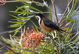 東部 spinebill,spinebill,acanthorhynchus 鳩