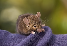 的antechinus,鼠標有袋動物,有袋動物