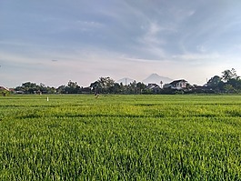 稻田,場,日惹