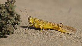 沙,海灘,蚱蜢