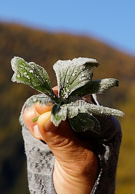 叶子,成熟,弗罗斯特