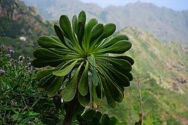 aeonium,厚的板材温室,景天