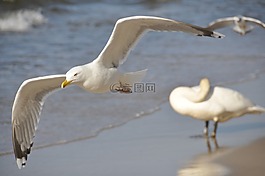 鳥,海,飛行
