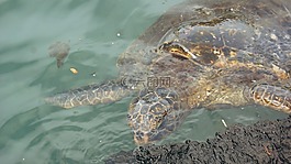 龜,海,海洋
