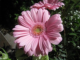 gerbia,花卉,粉色