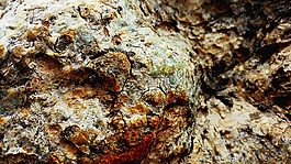 樹樹皮,木材,紋理