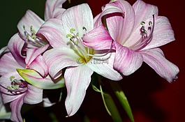 莉莉,鲜花,罗莎