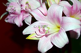 莉莉,鮮花,羅莎