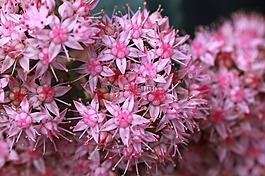 鮮花,廠,關(guān)閉