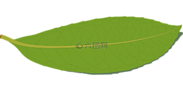 綠色,葉,自然