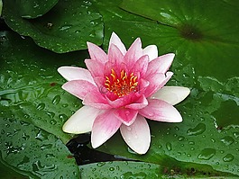 睡蓮,獨(dú)獨(dú)黃,粉紅色