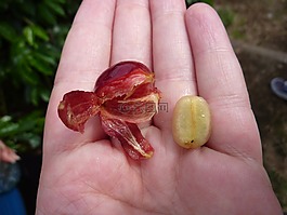 咖啡,豆,咖啡豆