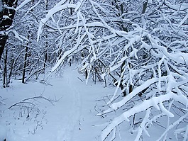 冬天,雪,森林