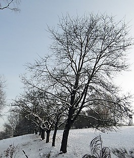冬天,雪,森林