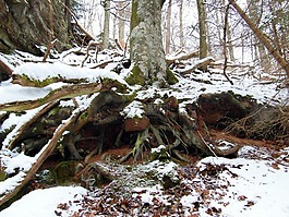 根,冬天,雪