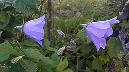 藍貝爾,藍色的鐘聲,藍色