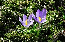 性質(zhì),花,春
