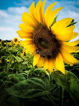 性質(zhì),花,廠