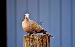 捉住了,鸟,羽毛