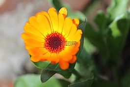 鮮花,自然,春