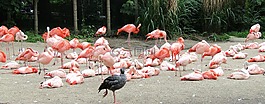火烈鳥,粉紅色,鳥