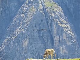 牛,高山,展望