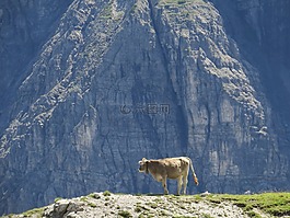 牛,高山,展望
