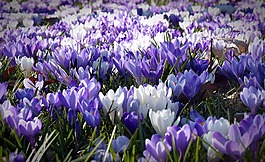 藏紅花,花園,鮮花